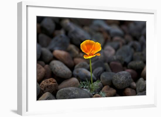 California. Poppy Wildflower and Rocks-Jaynes Gallery-Framed Photographic Print