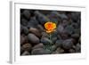 California. Poppy Wildflower and Rocks-Jaynes Gallery-Framed Photographic Print