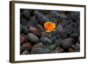 California. Poppy Wildflower and Rocks-Jaynes Gallery-Framed Photographic Print