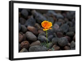 California. Poppy Wildflower and Rocks-Jaynes Gallery-Framed Photographic Print