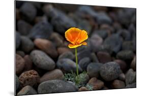 California. Poppy Wildflower and Rocks-Jaynes Gallery-Mounted Photographic Print