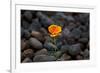 California. Poppy Wildflower and Rocks-Jaynes Gallery-Framed Photographic Print