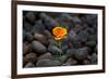 California. Poppy Wildflower and Rocks-Jaynes Gallery-Framed Photographic Print