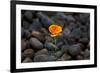 California. Poppy Wildflower and Rocks-Jaynes Gallery-Framed Photographic Print