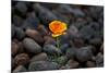 California. Poppy Wildflower and Rocks-Jaynes Gallery-Mounted Photographic Print