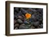 California. Poppy Wildflower and Rocks-Jaynes Gallery-Framed Photographic Print