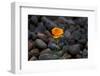 California. Poppy Wildflower and Rocks-Jaynes Gallery-Framed Photographic Print