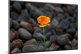 California. Poppy Wildflower and Rocks-Jaynes Gallery-Mounted Photographic Print