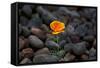 California. Poppy Wildflower and Rocks-Jaynes Gallery-Framed Stretched Canvas