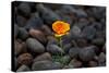 California. Poppy Wildflower and Rocks-Jaynes Gallery-Stretched Canvas