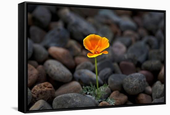 California. Poppy Wildflower and Rocks-Jaynes Gallery-Framed Stretched Canvas