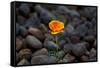 California. Poppy Wildflower and Rocks-Jaynes Gallery-Framed Stretched Canvas