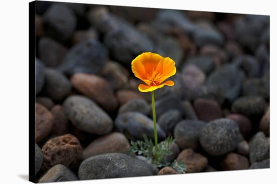 California. Poppy Wildflower and Rocks-Jaynes Gallery-Stretched Canvas