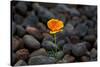 California. Poppy Wildflower and Rocks-Jaynes Gallery-Stretched Canvas