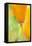California Poppy-Darrell Gulin-Framed Stretched Canvas