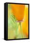 California Poppy-Darrell Gulin-Framed Stretched Canvas