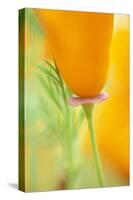 California Poppy-Darrell Gulin-Stretched Canvas