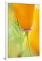 California Poppy-Darrell Gulin-Framed Premium Photographic Print