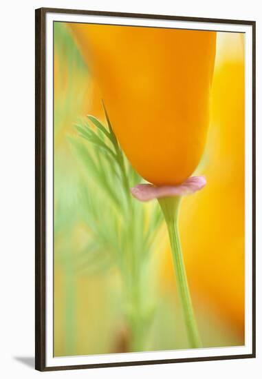 California Poppy-Darrell Gulin-Framed Premium Photographic Print