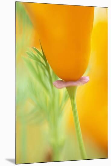 California Poppy-Darrell Gulin-Mounted Premium Photographic Print