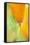 California Poppy-Darrell Gulin-Framed Stretched Canvas