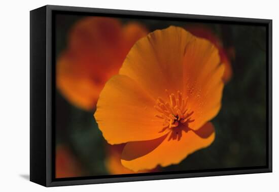 California Poppy-DLILLC-Framed Stretched Canvas