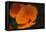 California Poppy-DLILLC-Framed Stretched Canvas