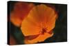 California Poppy-DLILLC-Stretched Canvas