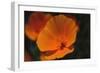 California Poppy-DLILLC-Framed Premium Photographic Print