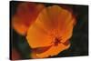 California Poppy-DLILLC-Stretched Canvas