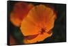 California Poppy-DLILLC-Framed Stretched Canvas