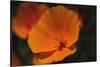 California Poppy-DLILLC-Stretched Canvas