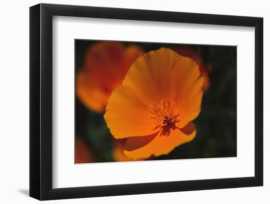 California Poppy-DLILLC-Framed Premium Photographic Print