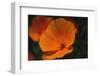 California Poppy-DLILLC-Framed Premium Photographic Print