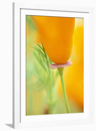 California Poppy-Darrell Gulin-Framed Photographic Print