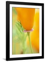 California Poppy-Darrell Gulin-Framed Photographic Print