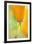 California Poppy-Darrell Gulin-Framed Photographic Print