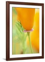 California Poppy-Darrell Gulin-Framed Photographic Print