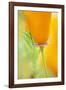 California Poppy-Darrell Gulin-Framed Photographic Print