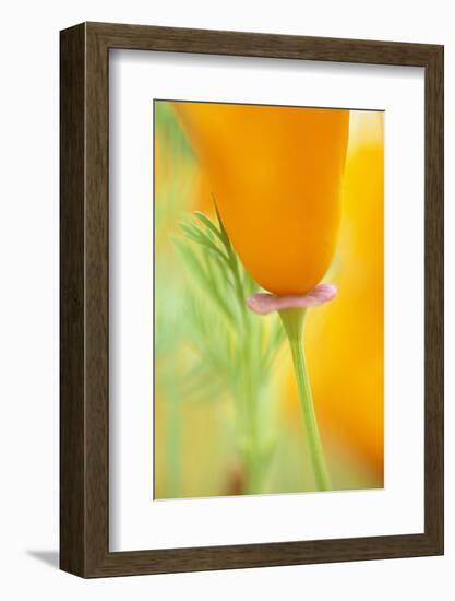 California Poppy-Darrell Gulin-Framed Photographic Print