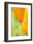 California Poppy-Darrell Gulin-Framed Photographic Print