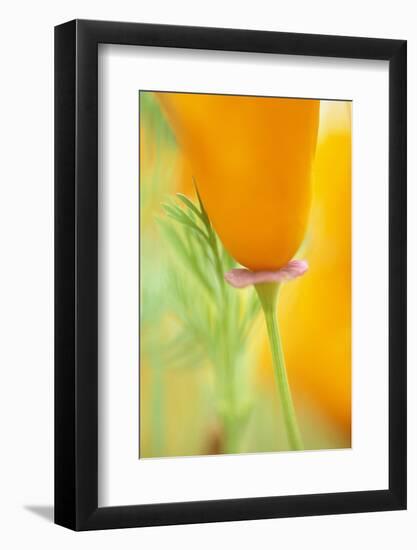 California Poppy-Darrell Gulin-Framed Photographic Print