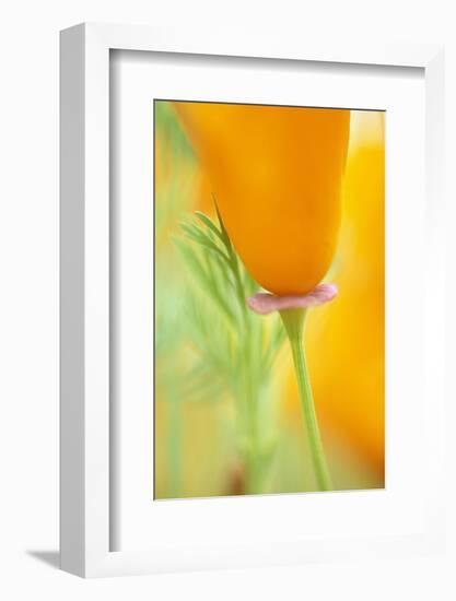 California Poppy-Darrell Gulin-Framed Photographic Print