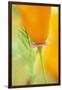 California Poppy-Darrell Gulin-Framed Photographic Print