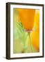 California Poppy-Darrell Gulin-Framed Photographic Print