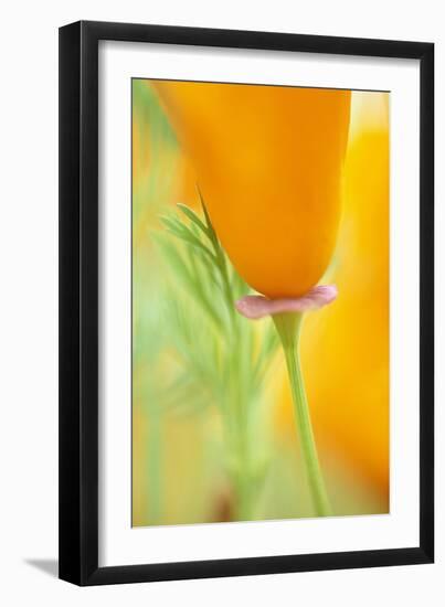 California Poppy-Darrell Gulin-Framed Photographic Print