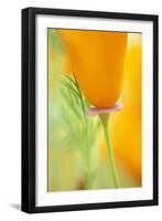 California Poppy-Darrell Gulin-Framed Photographic Print