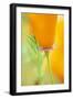 California Poppy-Darrell Gulin-Framed Photographic Print