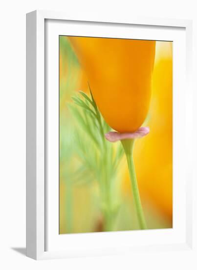 California Poppy-Darrell Gulin-Framed Photographic Print