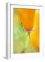 California Poppy-Darrell Gulin-Framed Photographic Print